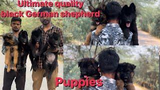 Trending black German shepherd kennel