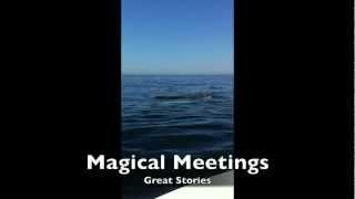 Great Stories - Magical Meetings | Whales