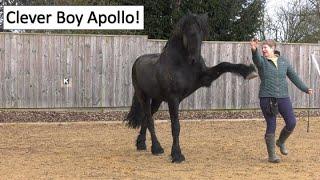 Best performance ever! Friesian horse Apollo auditioning for the Folies Bergere.