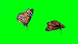 Top 12 butterfly green screen HD Footage | butterfly chroma key animation effects | by Crazy Editor