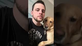 When dogs want attention