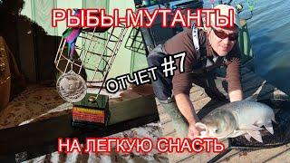 Толстые рыбины на лёгкую снасть.Рыбалка на фидер. Часть 1. Отчёт 7