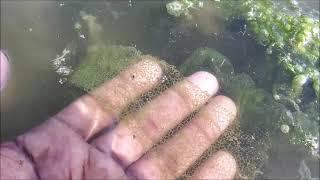 Hydrodictyon | Water Net | Green algae | Fresh water green algae