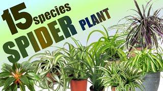 15 SPIDER PLANT SPECIES | HERB STORIES