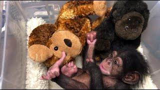 Weight Time For Newborn Chimpanzee