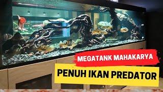 AKHIRNYA !!! TAMBAH PENUH IKAN PREDATOR MEGATANK KARYA CAK HER @HerryRasio - GAS TAMBAH KOLEKSI