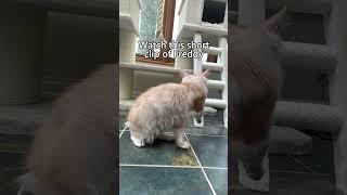 How flexible are Freddy's paws! #cutecat #cats #catlover