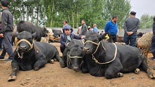 Gigant ANGUS Buqalar Shaxrixon Xoldanbek Chorva Bozori