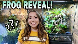 All About My Paludarium + Frog Reveal! (Exo Terra Frogs & Co)