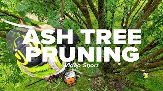 Ash Tree Pruning Short