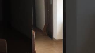 My Kitten Opens a Door. (So Cute!)