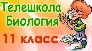 Биология 11 класс. Главные направления эволюции