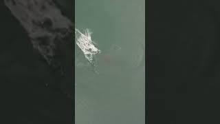 SNAKE OR ALLIGATOR IN THE WATER‼#satisfying #asmr #shorts