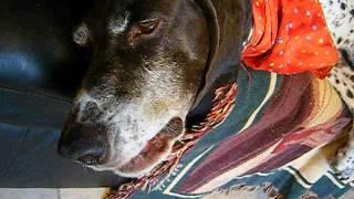 Elvis Bondurant-- The Singing Dog: Theme from Dvorak "New World Symphony"
