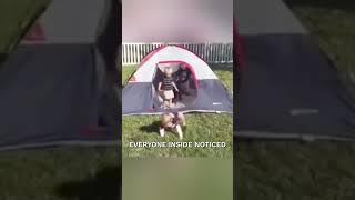 Everyone tripped while exiting the tent—one after another