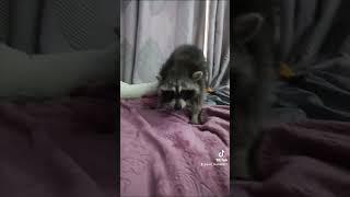 спорим с енотом кому дома жить #ямыилюша #помощьбездомнымживотным #raccoon #анапа #reels #море