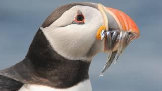 Atlantic puffin (Fratercula arctica) looking around with a beak full of sandeels, Farne Islands, UK