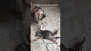 Cat vs crab