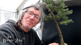 Pruning Two Douglas Firs, The Bonsai Zone, Jan 2025