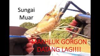 Memancing Udang Galah | Sungai Muar #5