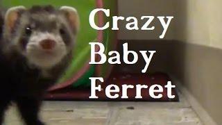 Cute Baby Ferret Being Crazy