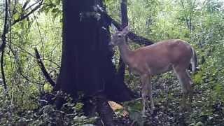 Biche qui pète / BAMBI PETOFLAMME / BAMBI FART LIGHTING