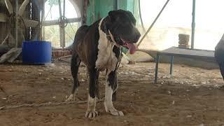 #Indian mestiff  bully kutta sarpnch S/o bhalu