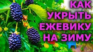 КАК УКРЫТЬ ЕЖЕВИКУ НА ЗИМУ. УКРЫТИЕ ЕЖЕВИКИ В ЗИМУ. ОСЕННЕЕ УКРЫТИЕ ЕЖЕВИКИ НА ЗИМУ.