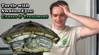 How to Treat Turtle Swollen Eyes and Eye Infections