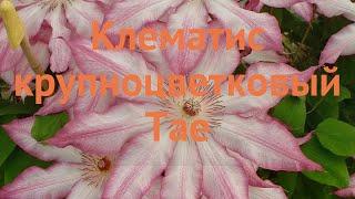 Клематис крупноцветковый Тае (clematis тае)  клематис Тае обзор: как сажать саженцы клематиса Тае