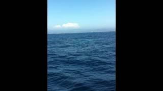 08/19/2012 - Capt. Dave's Whale & Dolphin Safari - Blue whale!! (Video 2 of 5)