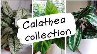 Calathea plant collection | biosphereflora |