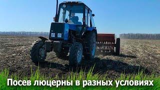 Посев люцерны в разных условиях