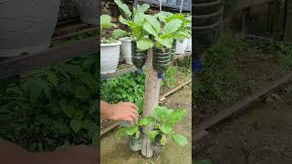 fertilizing mustard greens in bottles