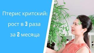 Комнатные папоротники на фитильном поливе: Птерис критский вырос за 2 месяца в 3 раза!