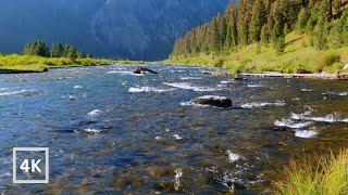 4K Madison River Sunrise | Yellowstone National Park | Nature Scene for Relaxation | White Noise