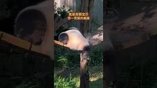 猫界最可爱的美腿#来这吸熊猫 #一方水土养一方熊猫 #大熊猫奇三妹