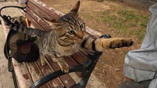 Stray cat asking for affection in a cute way