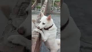 #dog #shortvideo #dogowner #doglove 