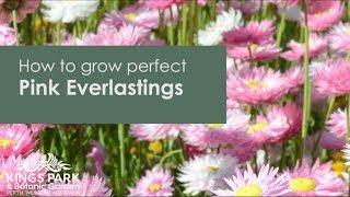 How to grow perfect pink everlastings