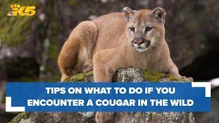 Tips on what to do if you encounter a cougar