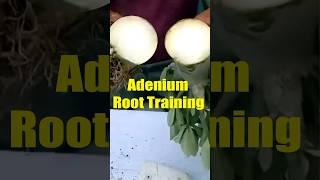 Adenium Root Training #shorts #dotbasecamp