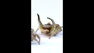 The most AMAZING thing about jumping spiders…