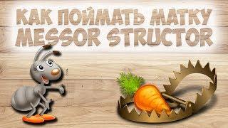 как поймать муравьиную королеву  - матку Messor structor