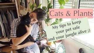 Cats and Plants: How to keep them away from your House Plants!