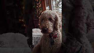 Artie longs for snow ️ #standardpoodle #poodle #spoo #snow