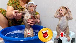 Monkeys PiPi and TiTi try to adapt to their new life.