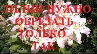 Лилии обрезаю только так, чтобы получить обильное цветение на будущее лето.