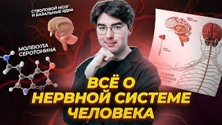 Как работает наша нервная система? Теория для ОГЭ по биологии | Умскул