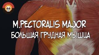 Большая грудная (m. pectoralis major) 3D Анатомия